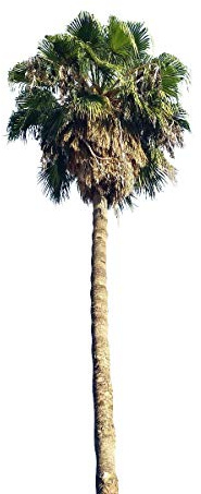 Mexican Fan Palm Washingtonia Robusta Bulk 100 Seeds : Seeds Only