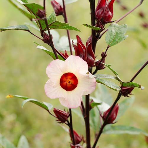 Semillas de Hibiscus sabdariffa, raras de interior de exterior resistentes semillas de silvestres de jardín de rocas resistentes jardín de 100pcs