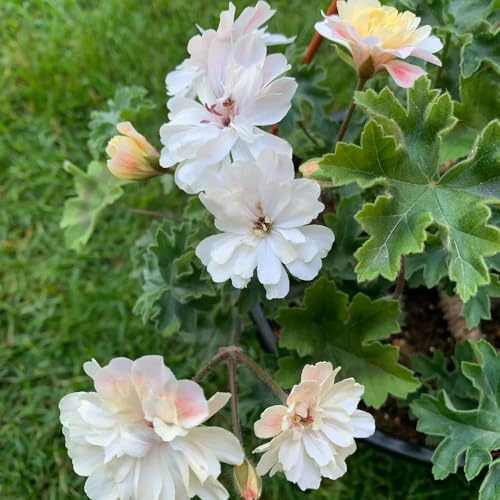 geranien, bodendecker stauden schnittblumen dekoration wohnzimmer zimmerpflanze hochbeet gartendeko für draußen gewächshaus balkon garten outdoor rankpflanzen kletterpflanzen indoor 120samen