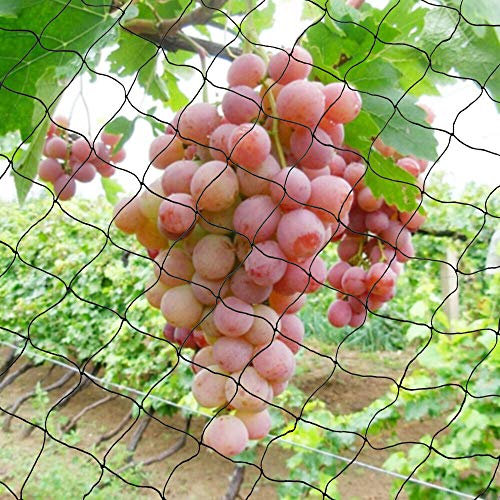 WSIKGHU Vogelschutznetz Vogelnetz Pflanzennetz Teichnetz Gartennetz für Garten 30X15m/100X50ft Mesh Size 5X5cm Vogelschutznetz Engmaschig Erntenetz für Obstbäume