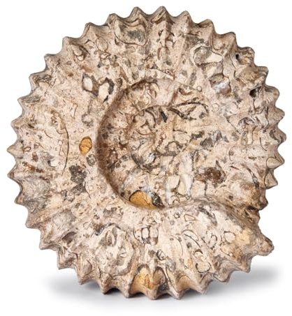 British Fossils Geschnitzter Fossilstein-Ammonit, 15,2 cm, handgeschnitztes Marmorornament und Buchstütze, in Geschenkbox