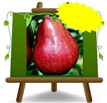 EURO PLANTS VIVAI Poirier William rouge plante fruitière ancienne en pot 24/26 cm hauteur maximale 180 cm - Âge 4 ans