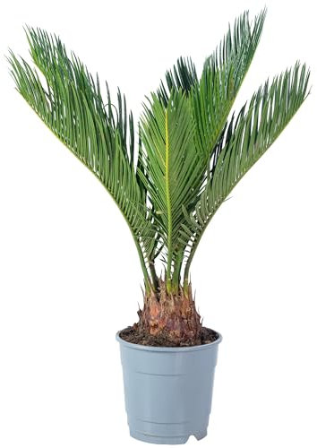 Palmfarn 6+ Wedel - pflegeleichte Zimmerpflanze, Cycas revoluta - Höhe ca. 25 cm, Topf-Ø 12 cm