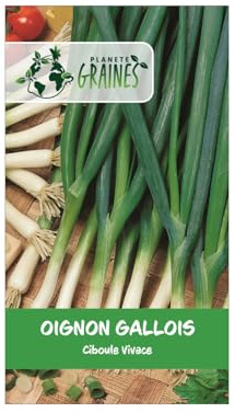 450 Graines d'Oignon Gallois (Ciboule Vivace) – Récolte Permanente, Goût Doux, Rusticité Exceptionnelle – Facile à Cultiver