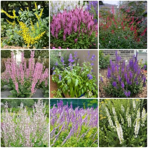 Semillas de salvia - perennes Salvia japonica - Semillas de variedades antiguas raras de jardín 450pcs