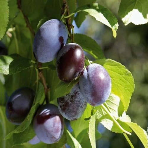 Planta Frutal Ciruela Enana Florero Blanco (Foto Real)