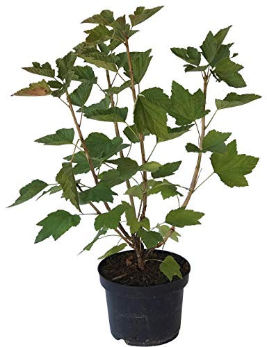 Black Diamond schwarze aromatische Johannisbeere sehr große Beeren Busch ca. 40-60 cm 3 Liter Topfballen