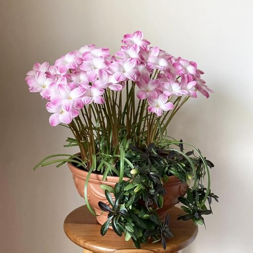 Bulbos de Zephyranthes - Zephyranthes candida - balcón de flores, plantas en macetas, regalos inusuales Decoración de oficina, decoración de jardín para exterior. plantas perennes, 10pcs