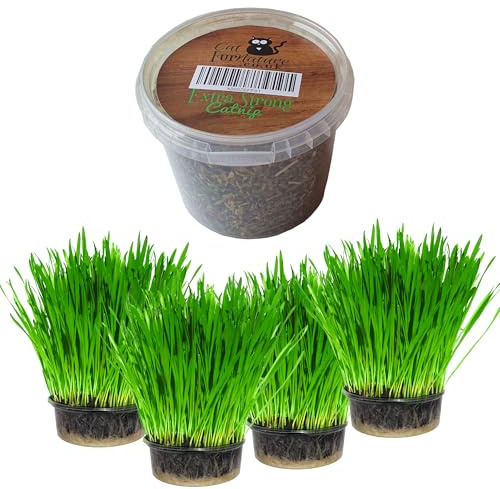 Cat Grass 4pk and Catnip Tub