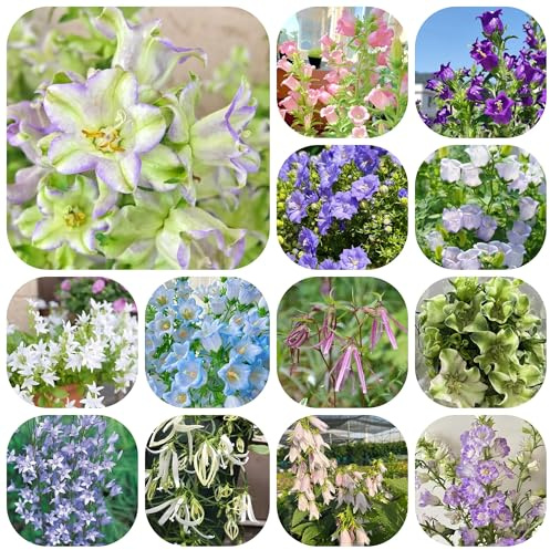 semi di campanula campanula - primaverile, selvatici resistenti all'esterno perenne resistente tappezzante 500pcs