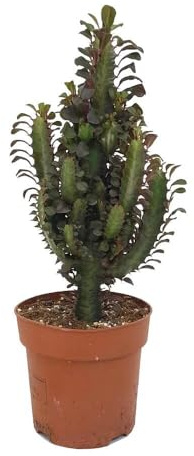Garden Center Shop | Euphorbia trigona M17 | Árbol de Leche Africano | Suculenta Columnar Exótica | Espinas Decorativas | Bajo Mantenimiento | Ideal Interior y Exterior