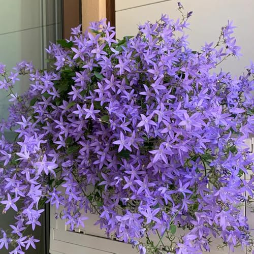 semi di campanula - resistenti, tappezzanti esterno 250pcs