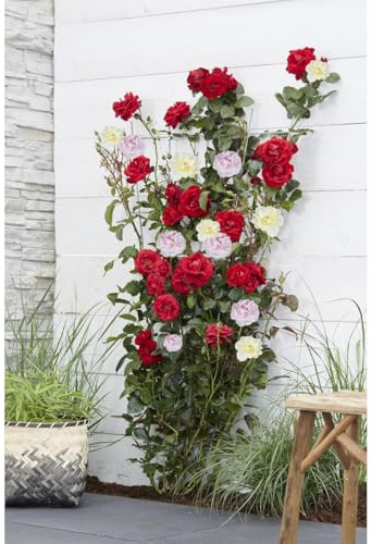 Kletterrosen Set mit Duftenden Blüten, Rosa Crazy in Love Pink, Winterharte Gartenrose, Rankrose mit Langer Blütezeit, Geeignet für Garten Pergola Zaun Terrasse, Rosa Grün, 3er Set Ø15cm Höhe 65cm