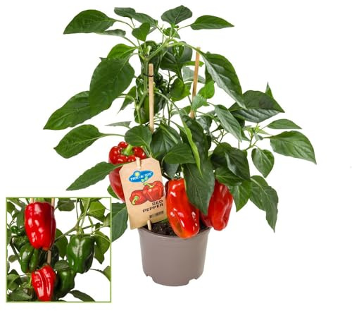 Exotenherz - Plant de paprika aux fruits rouges - pour balcon et jardin - pot de 14cm - légume à emporter