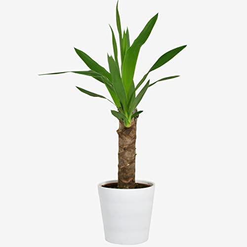 Yucca Single Stem 50cm Indoor Plant for Home Office Bedroom Air Purifying Houseplant by Luxe Leaf Plants