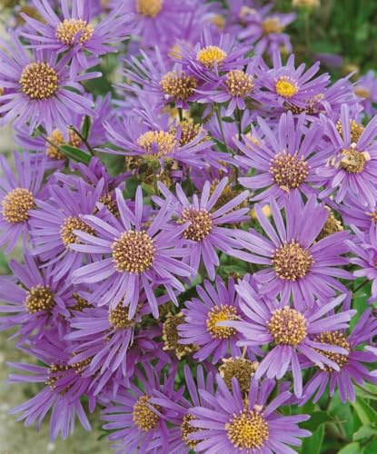 Aster novi-belgii 'Dauerblau' 11x11 cm Topf – Winterhart, Mehrjährig, Pflegeleicht – Herbstaster – Staude für Beet & Rabatte