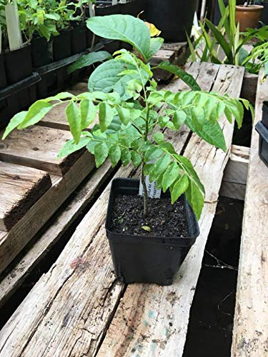Curry Leaf Tree Murraya Koenigii Tree in a 4-Inch Pot: Package Contains Seeds
