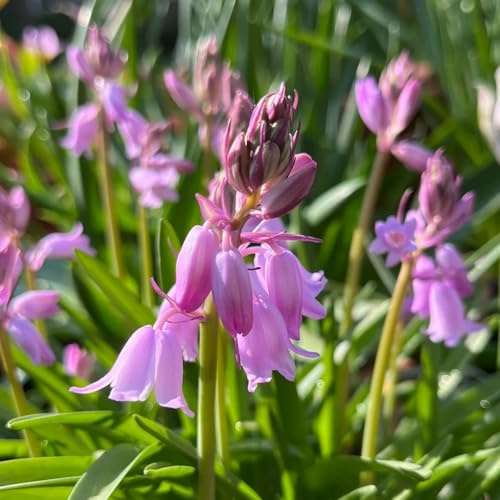Semi di campanula - semi di decorazione esotico decorazioni giardino per esterni resistenti rari estivi 400pcs
