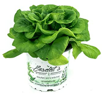 Pflücksalat grün, Salatpflanze im 12cm Topf, Lactuca sativa var. capitata