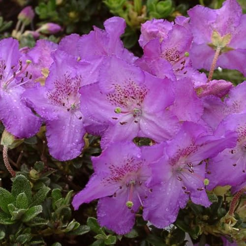 Rhododendron 'Dwarf Keleticum' – Award-Winning Dwarf Evergreen with Rose-Purple Flowers, Perfect for Rock Gardens and Borders - 1x 3 Litre Potted Plant by Thompson & Morgan