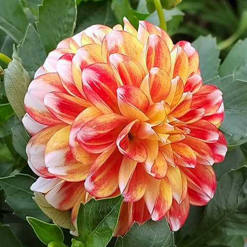 AUSVERKAUF Dahlienknolle : Dahlia - Dahlie Deko - Dahlie  Hapet Harmony  1 Knolle/Rhizom