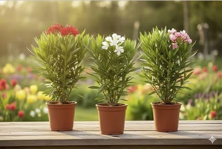 Nerium Oleander Pflanze, Weiße Blüten, Mediterraner Gartenstrauch 30-50cm