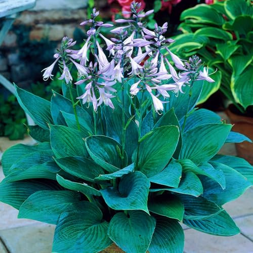 Winterharte Hosta Wurzel & Hostas funkien - Robuste Gartenpflanzen für Jahresrunden Genuss-6knollen-Z