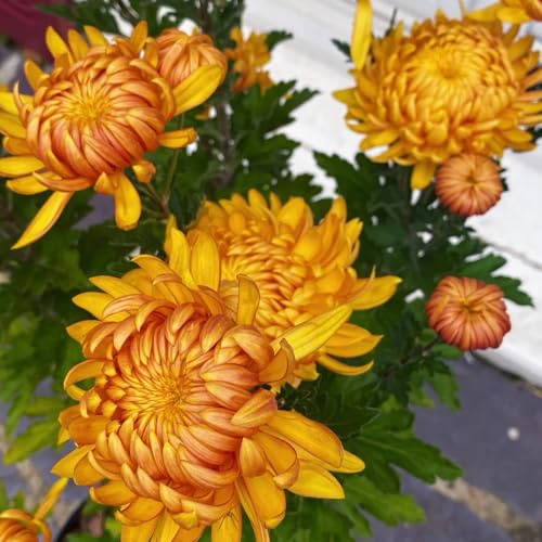 Semillas de crisantemo, regalos de jardín para mujeres Semillas de crisantemo perenne, Las de jardín de rocas son resistentes de interior 80pcs