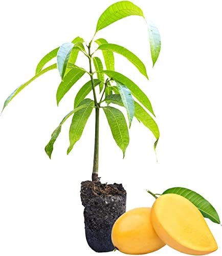 Mangifera Indica Árbol de Mango Natural Árboles Frutales Tropicales Planta Natural