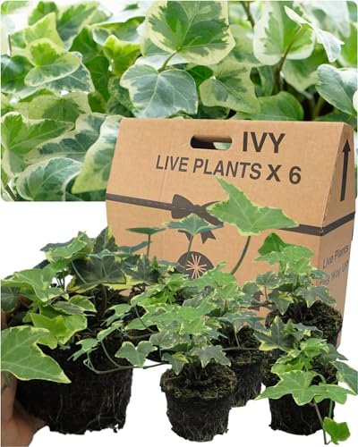 Large Evergreen English Ivy Plants – 6 Gold Colour. Indoor & Outdoor, Climbing, Trailing & Fast Growing Perennial Creeper in Full Sun or Shade. 10.5cm Potted Size, Well Rooted & Established.