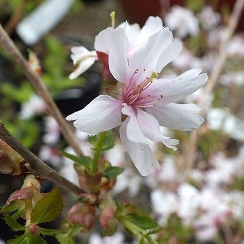 Vivai le Georgiche - Pianta vera di Prunus incisa Mikinori Ciliegio giapponese, Ciliegio da fiore - vaso Ø 18 cm