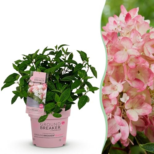 Hydrangea panniculata Groundbreaker Blush - Hortensia - Rustique - Rose - 20-25cm - Ø14cm - Plante de jardin