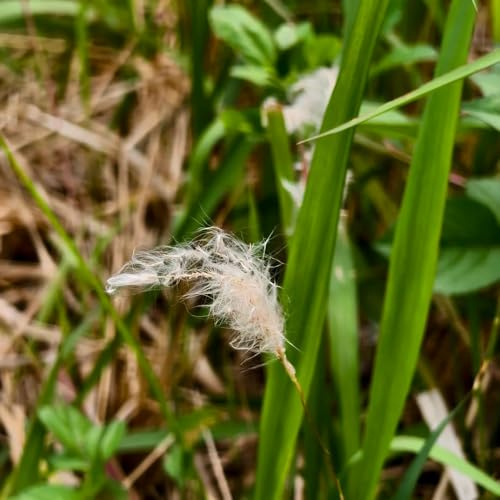 Blutgras - ziergras Imperata cylindrica - immergrüne kübelpflanze winterhart garten hochbeet kräutersamen nachhaltige produkte 500Samen