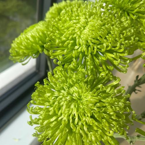 Semillas de crisantemo - de jardín otoño jardín rocas orgánico interior lugares soleados exótico cama elevada balcón raras en 500pcs