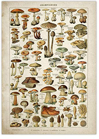 BYFRI Vintage Poster Antike Blumendruck Kunst Botanical Educational Poster Pilz Wandkunst Home Decor
