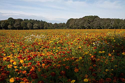 Bloom Blossom Nature Meadow Daisy Flowers-20 Inch by 30 Inch Laminated Poster with Bright Colors and Vivid Imagery-Fits Perfectly in Many Attractive Frames