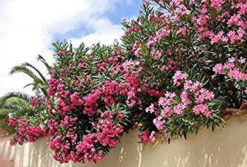 Potseed Oleander Fiore – Nerium Oleander – 15 Semi – Fiori