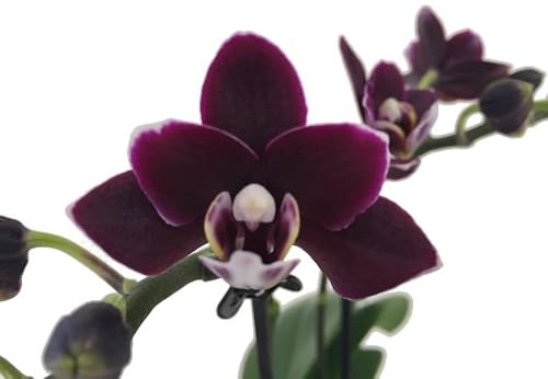 Orquídea Phalaenopsis Planta Exótica de Interior