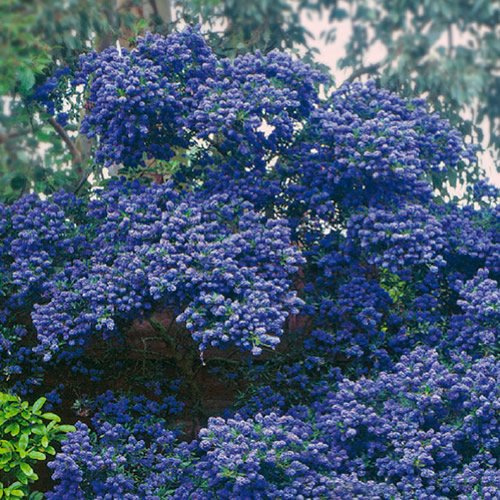 Ceanothus Concha Arbuste de Jardin Persistant à Fleurs Rustique en Pot – Idéal pour les Massifs, les Bordures et plus encore