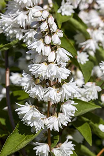 Raue Deutzie Deutzia scabra Plena 80-100 cm winterhart Heckenpflanze