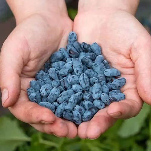Semi di Lonicera caerulea - Semi di mirtillo siberiano frutto colonnare resistente di mirtillo da giardino frutteto 100pcs