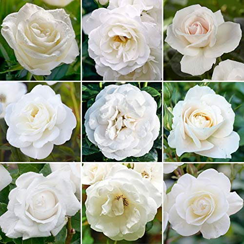 GardenersDream White Rose Bush Potted - Outdoor Garden Plants Ready to Plant - Climbing Roses for Gardens with Fragrant Flower Rose Trees - Colourful Roses for Outdoor Garden - (20-50cm Incl. Pot)