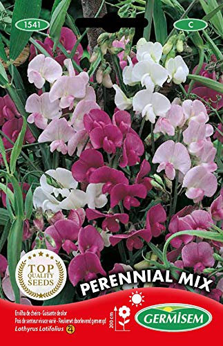 Germisem Staudenwicke, mehrfarbig, EC1541