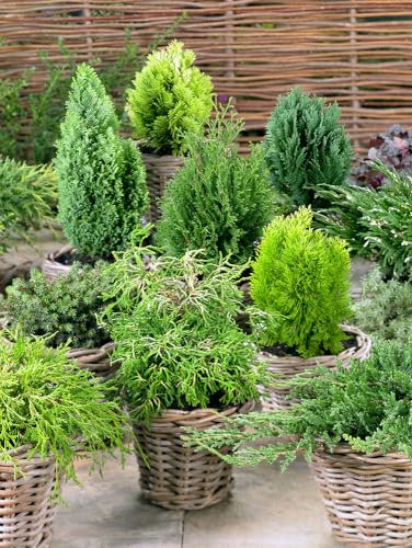4- Larger Dwarf Conifers - Mixed Evergreen Variety - Slow Growing - 2ltr Potted Stock
