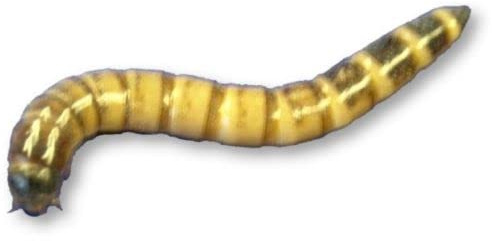Livefood UK Live Morio Worms Mega tub 80g Livefood for Reptiles, Chickens and Birds (80 gram)