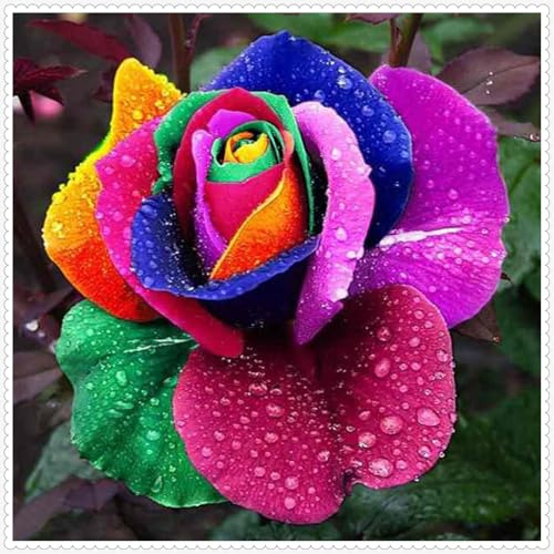 Rosen pflanzen zwiebeln,winterhart,Mysteriöse magische Glühbirne,Rose Pflanze Blumenzwiebeln mehrjährig,Rosen pflanzen kaufen,rosenzwiebel,rosenrhizom,schwarze rosen pflanzen.-1zwiebeln-O