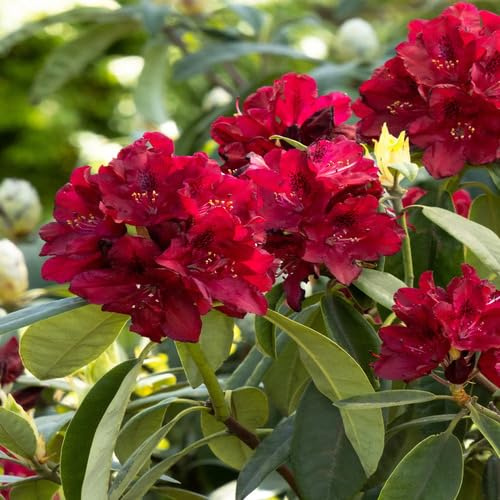 10pcs Rhododendron Flower Seeds