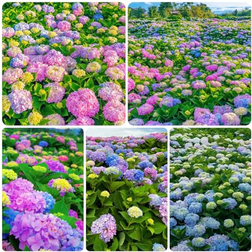 semillas de hortensia resistentes, jardin perennes, trepadoras, 35pcs