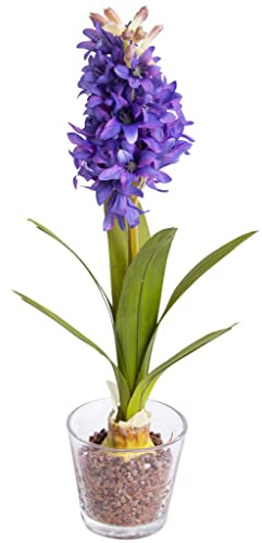 Botanic-Haus künstliche Frühlingsblume Hyazinthe auf Zwiebel mit Blättern im Glas Farbe: lila