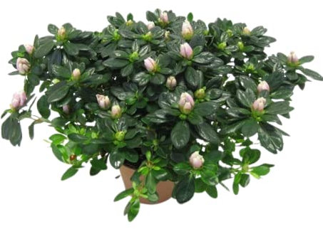 Flor de Azalea: La Dulzura y la Belleza de la Naturaleza en tu Hogar